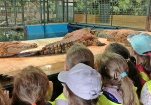 Dzieci obserwują zachowanie krokodyli